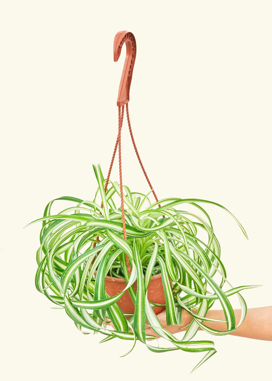 Medium Spider Plant 'Bonnie' (Chlorophytum comosum ‘Bonnie’)