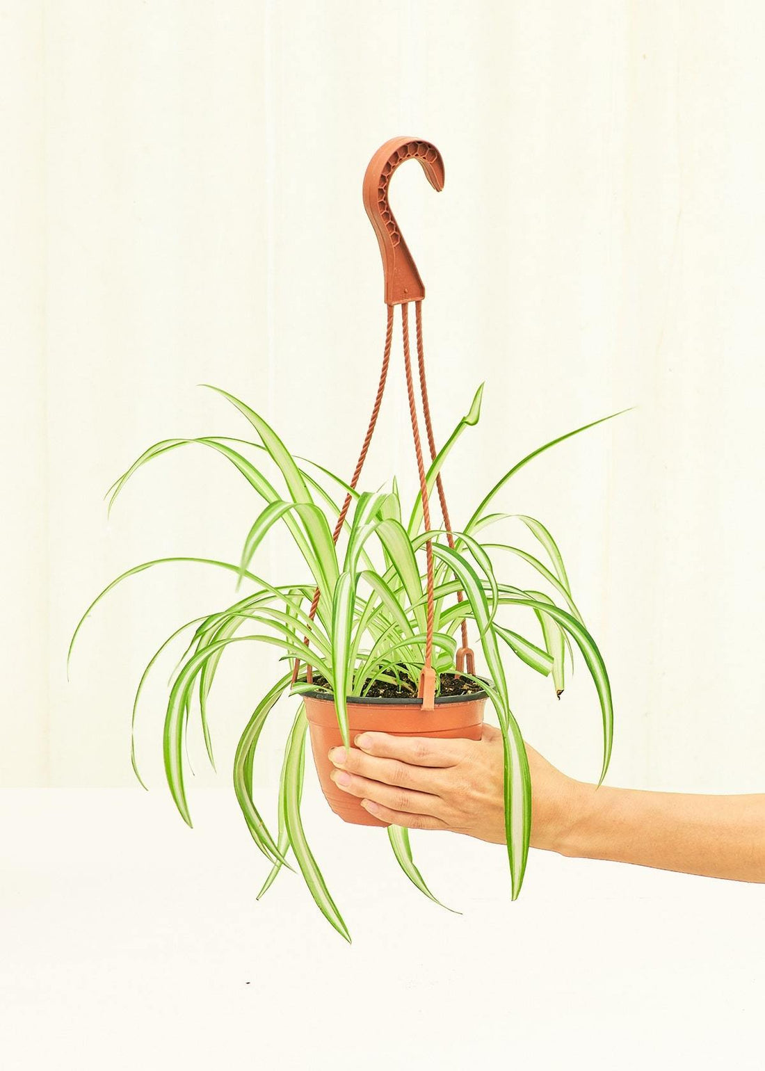 Medium Spider Plant (Chlorophytum comosum variegata)