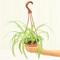 Medium Spider Plant (Chlorophytum comosum variegata)