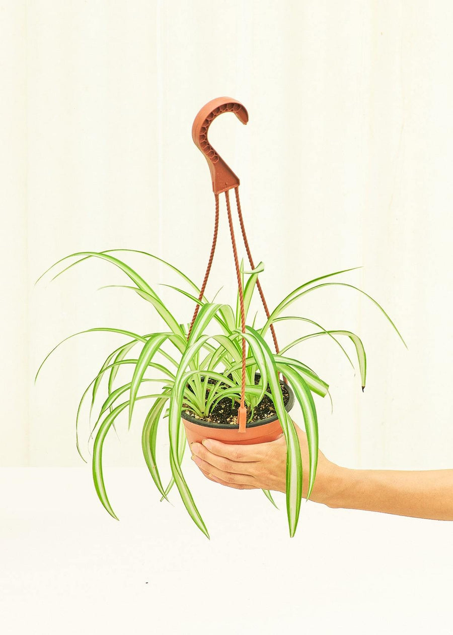 Medium Spider Plant (Chlorophytum comosum variegata)