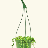 Medium String of Pearls (Senecio rowleyanus)