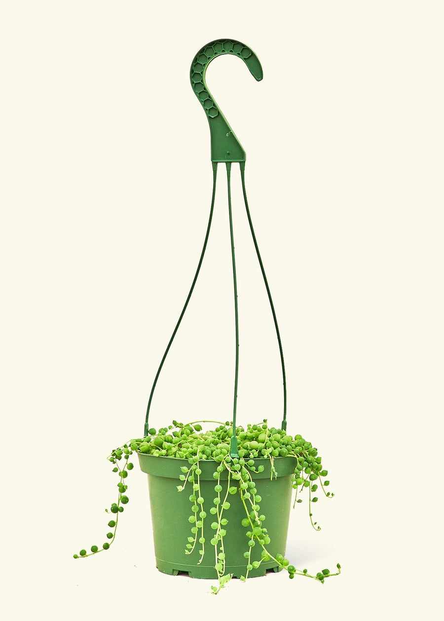 Medium String of Pearls (Senecio rowleyanus)