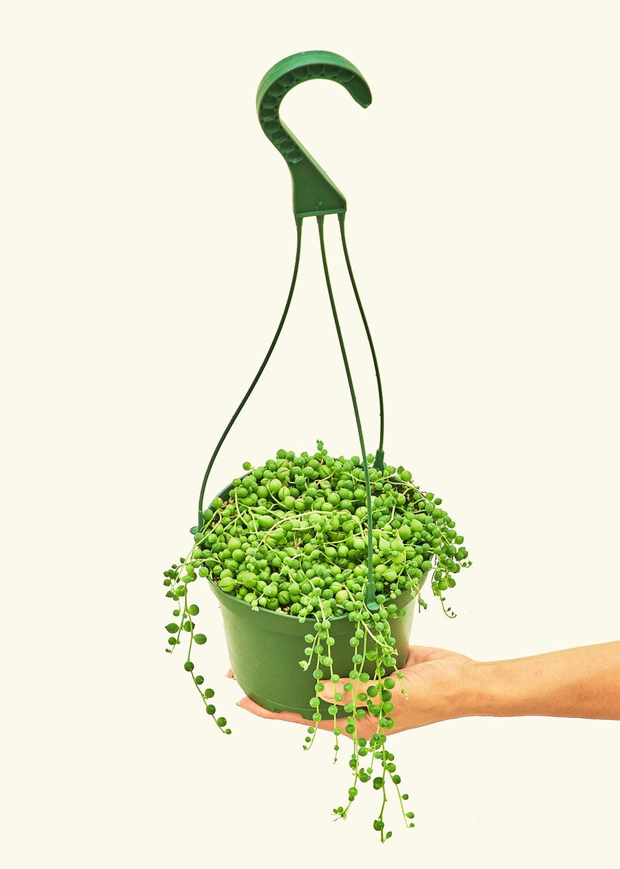 Medium String of Pearls (Senecio rowleyanus)