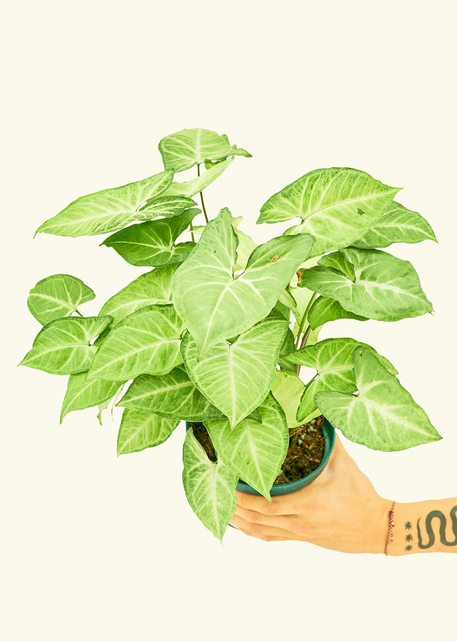 Medium White Arrowhead Plant (Syngonium podophyllum)