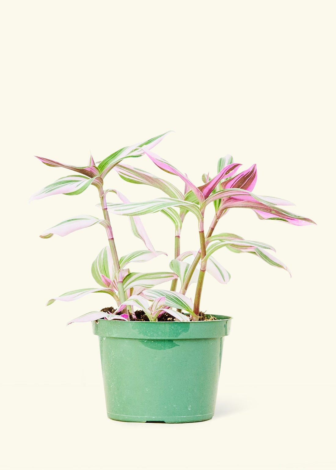 Medium Tradescantia &