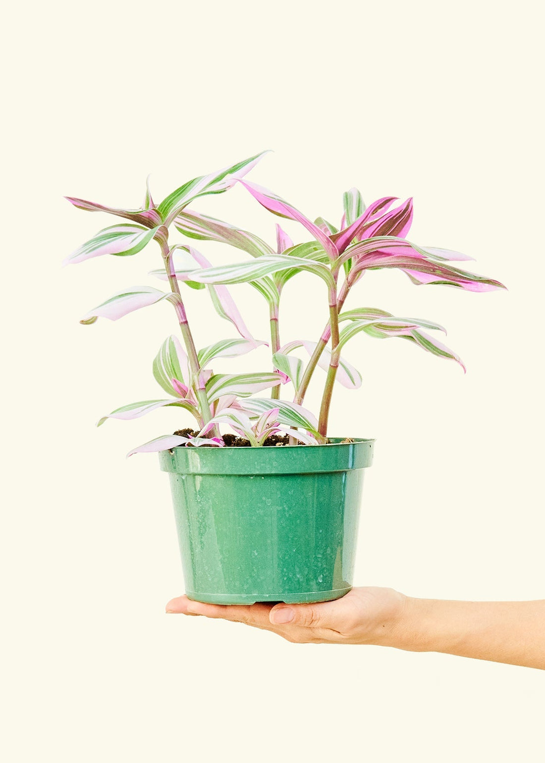 Medium Tradescantia &