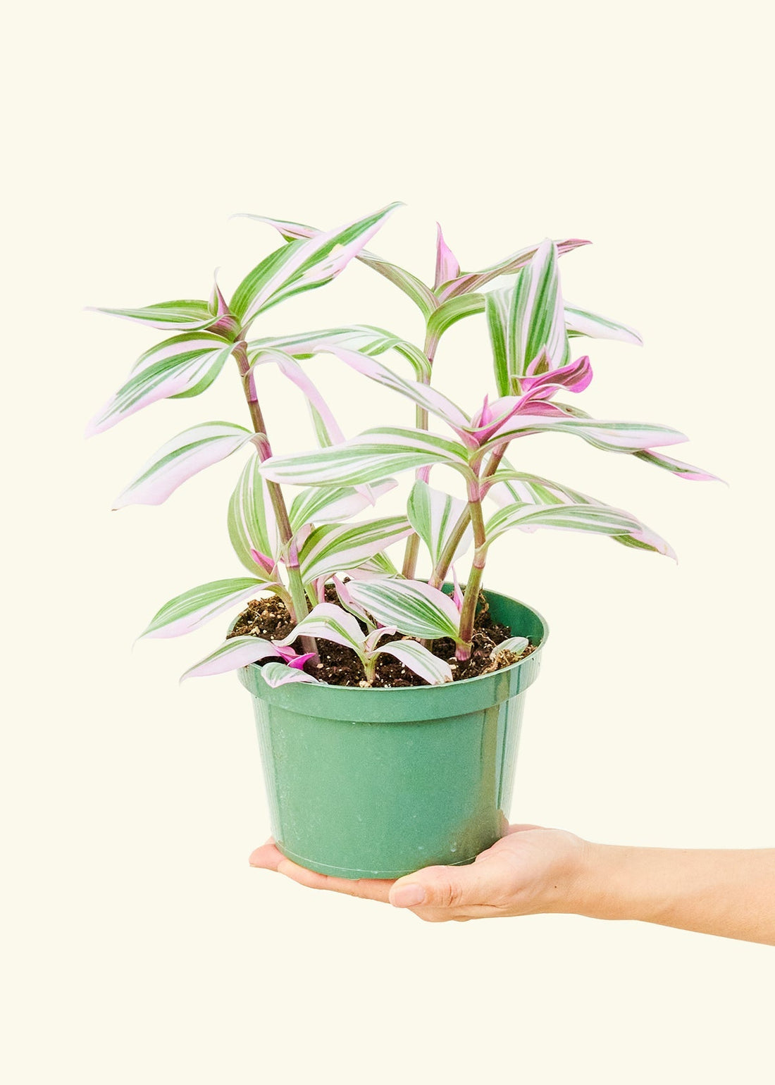 Medium Tradescantia &