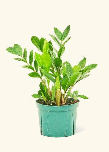 Medium ZZ Plant (Zamioculcas zamiifolia)