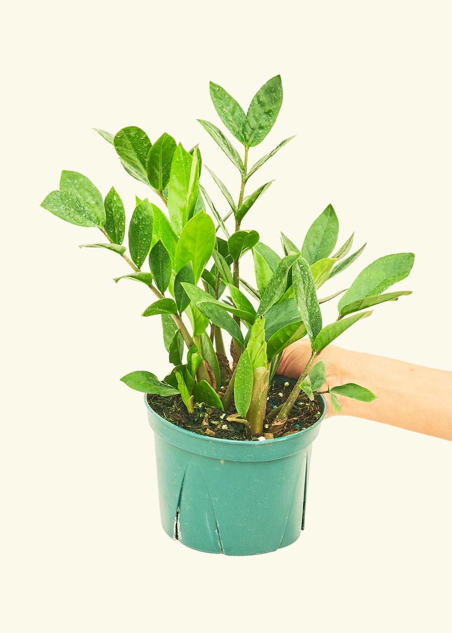 Medium ZZ Plant (Zamioculcas zamiifolia)