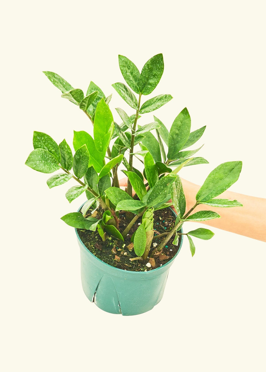 Medium ZZ Plant (Zamioculcas zamiifolia)