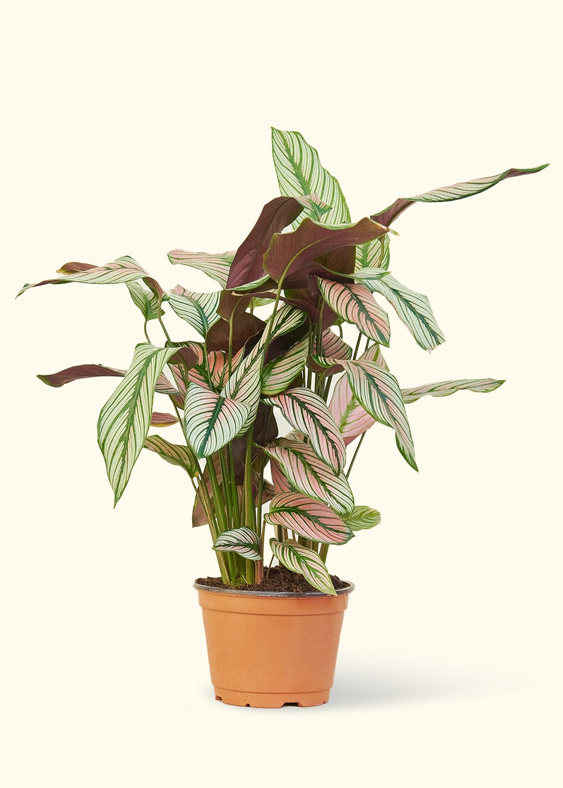 Medium Calathea &