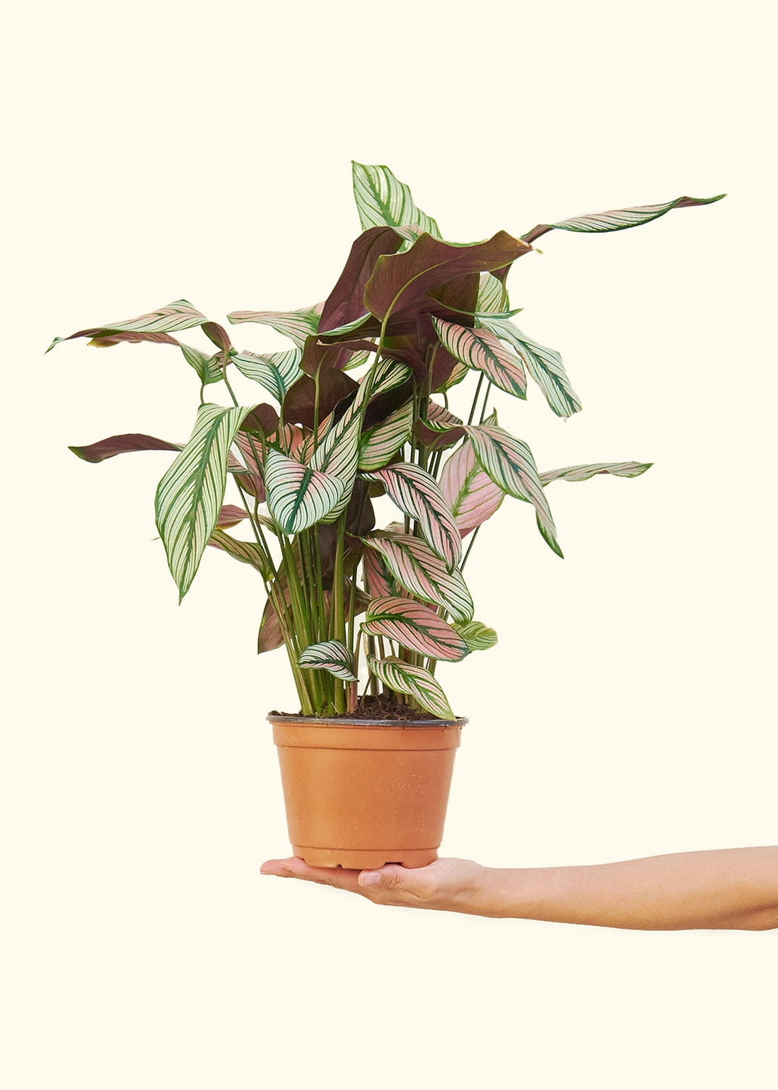 Medium Calathea &