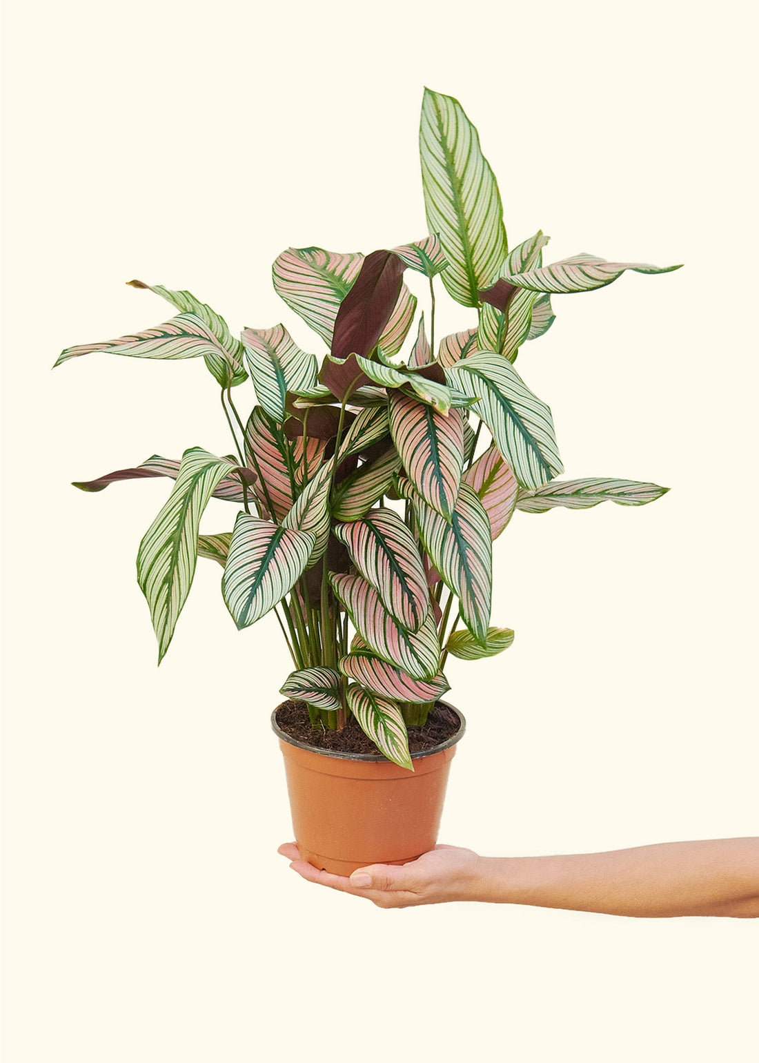 Medium Calathea &