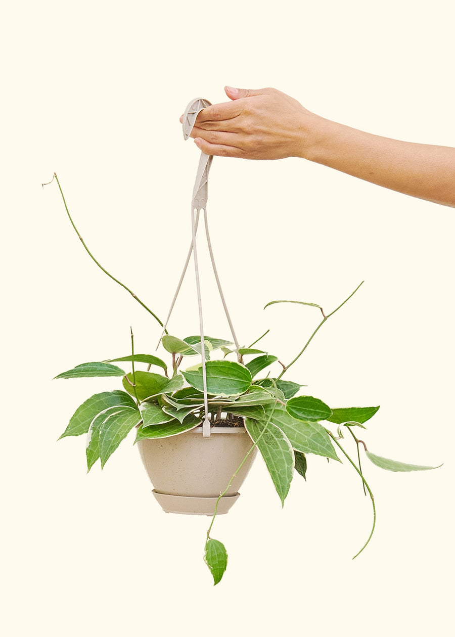 Hoya 'Macrophylla' 6" in a hanging basket held by a hand.