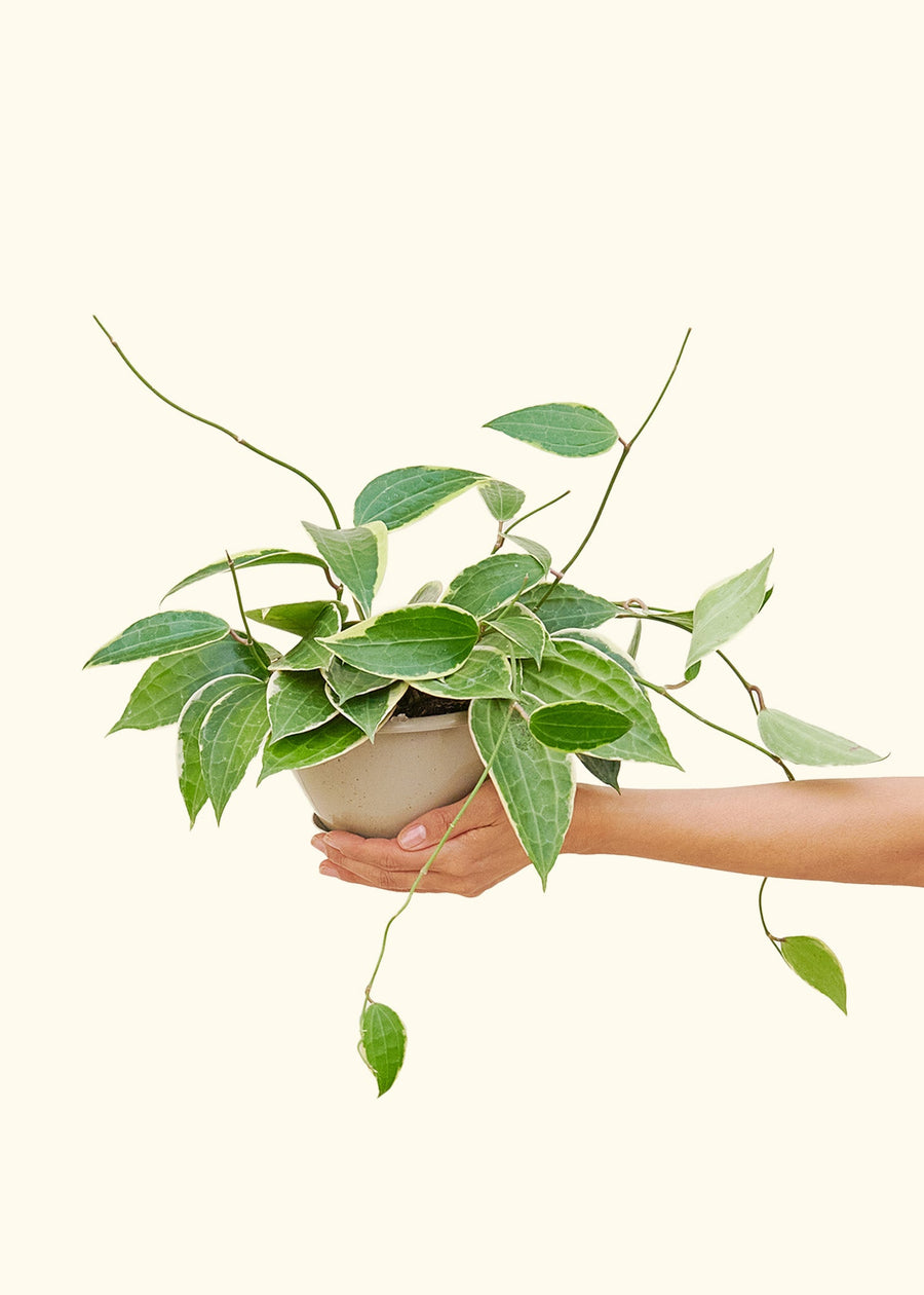 Hoya 'Macrophylla' 6" in a hanging basket held by a hand.