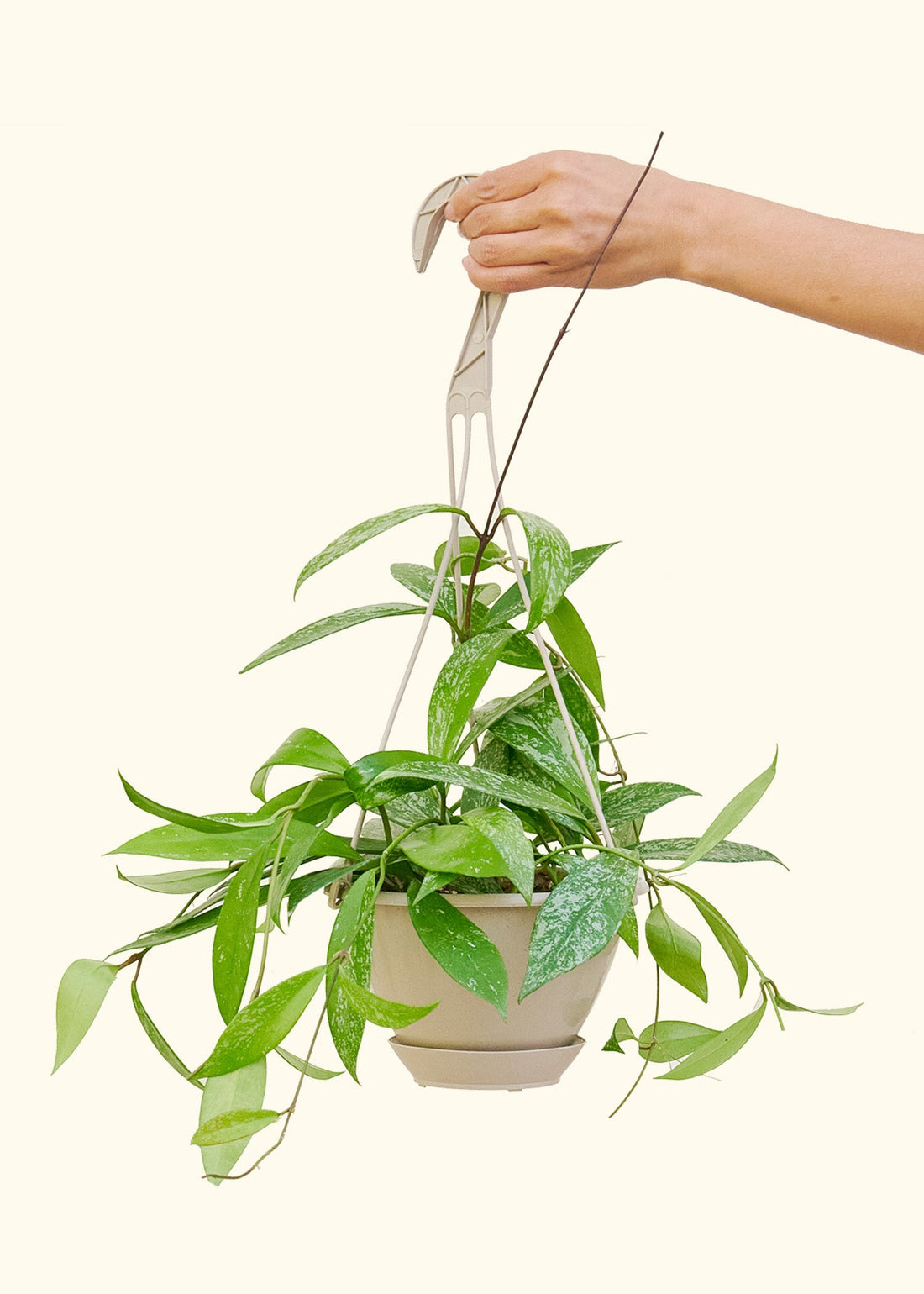 Hoya pubicalyx in a 6" hanging basket.