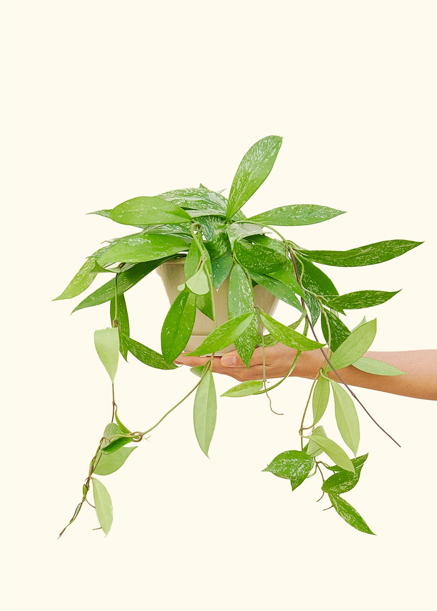 Hoya pubicalyx in a 6" pot held by a hand.