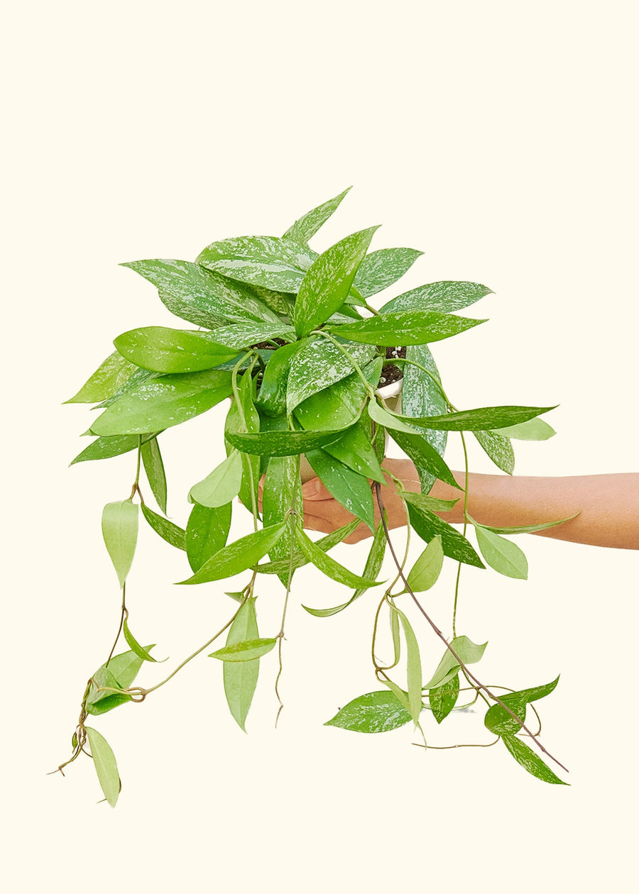 Hoya pubicalyx in a 6" pot held by a hand.