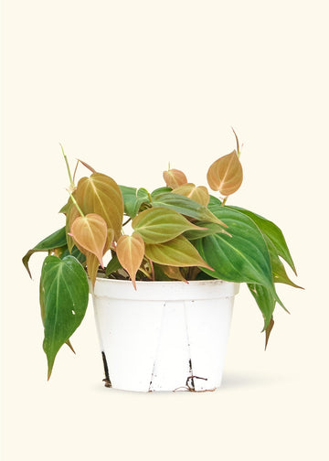 Medium Velvet Leaf Philodendron (Philodendron micans)