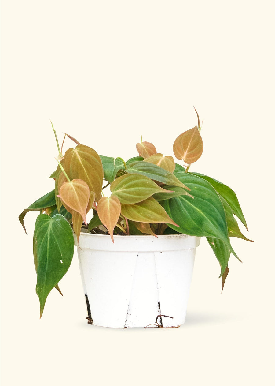 Velvet Leaf Philodendron