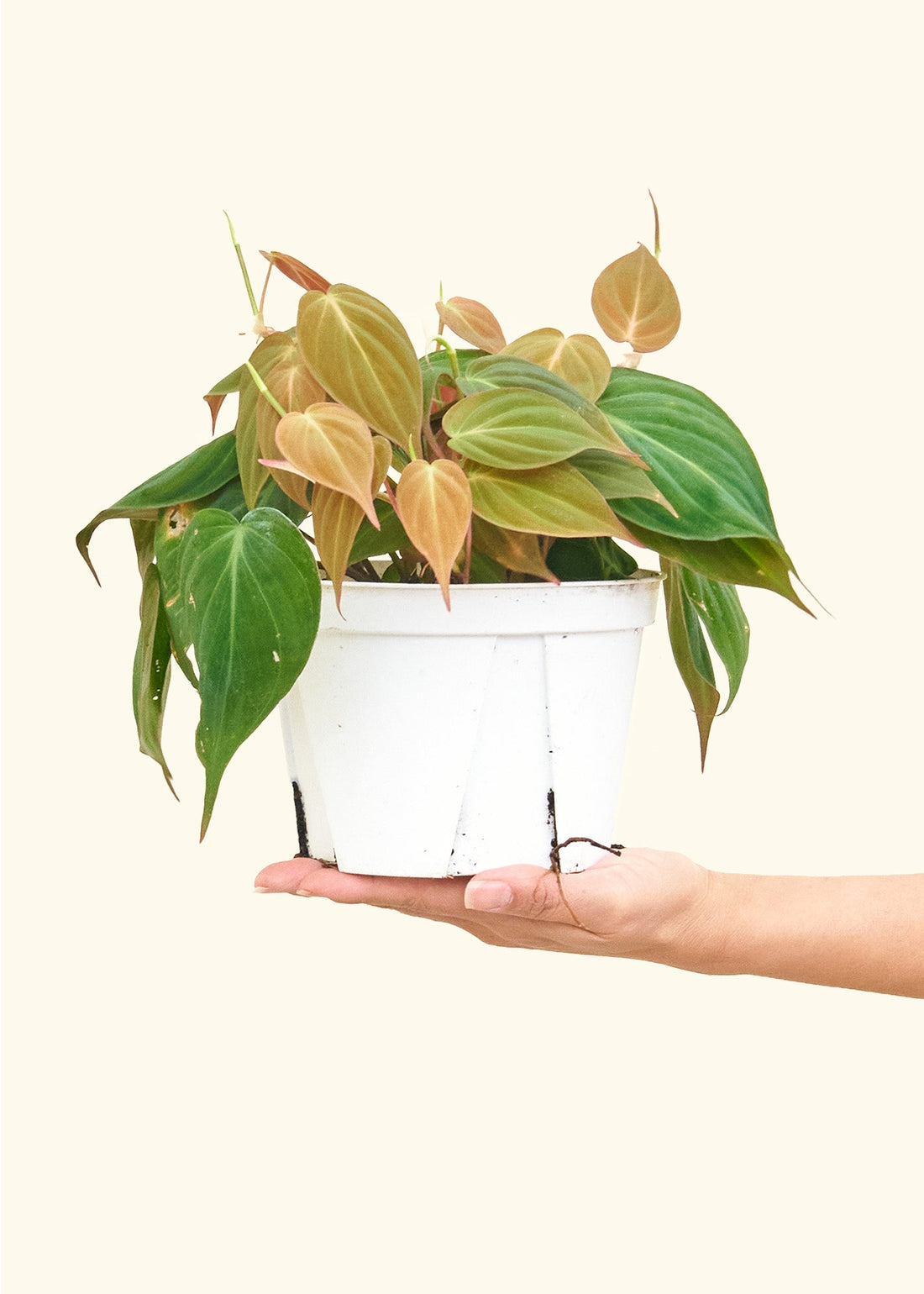 Velvet Leaf Philodendron