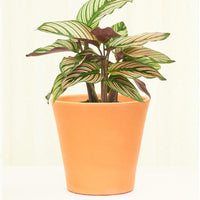 Cabo Smooth Clay Planter Planter Deroma Terracotta MD 