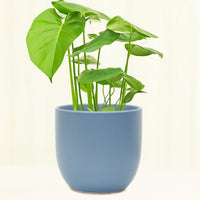 Ceramic Egg-Shaped Planter Planter Peach & Pebble 