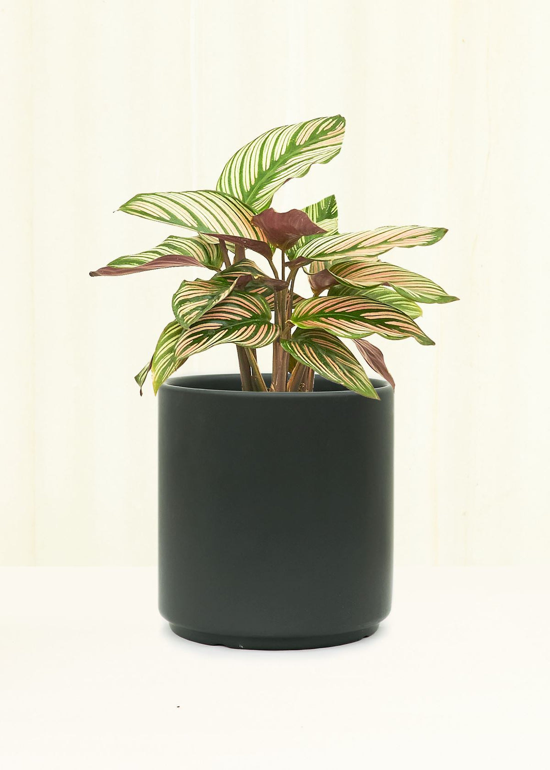 Classic Ceramic Planter Planter Peach & Pebble Black SM 