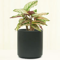 Classic Ceramic Planter Planter Peach & Pebble Black SM 