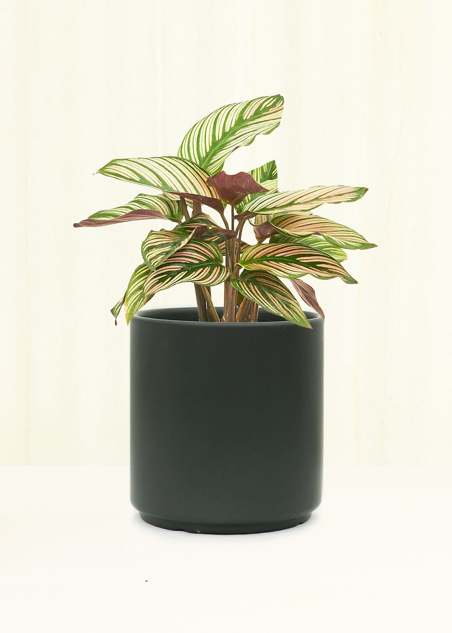 Classic Ceramic Planter Planter Peach & Pebble Black SM 