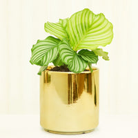 Classic Ceramic Planter Planter Peach & Pebble Gold SM 