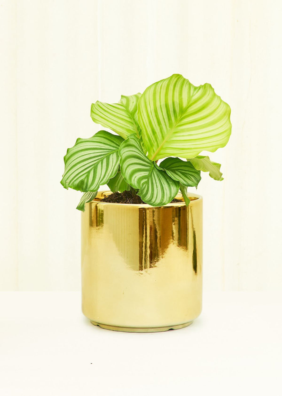 Classic Ceramic Planter Planter Peach & Pebble Gold SM 