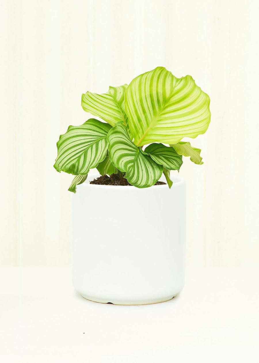 Classic Ceramic Planter Planter Peach & Pebble White SM 