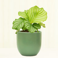 Ceramic Egg-Shaped Planter Planter Peach & Pebble 