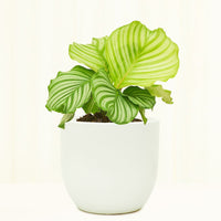Ceramic Egg-Shaped Planter Planter Peach & Pebble 