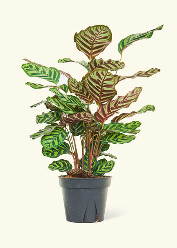 Large Peacock Plant (Calathea makoyana)