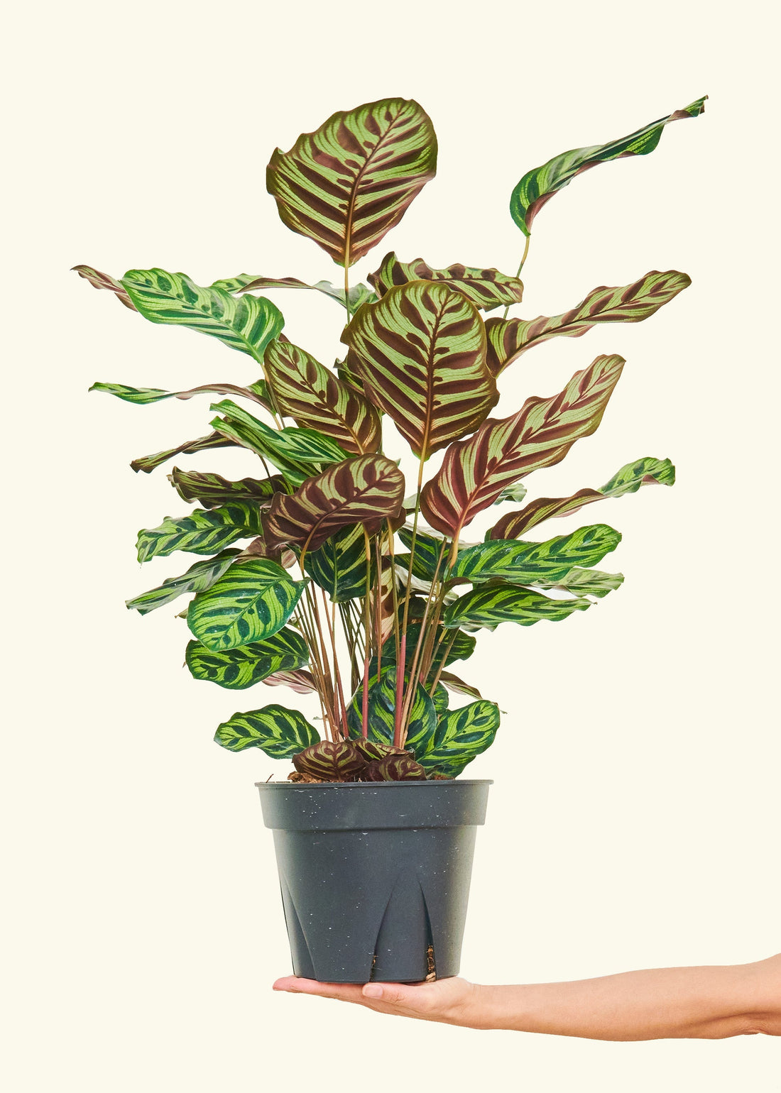 Large Peacock Plant (Calathea makoyana)