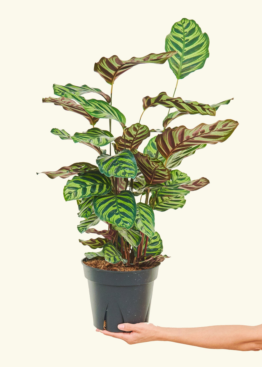 Large Peacock Plant (Calathea makoyana)