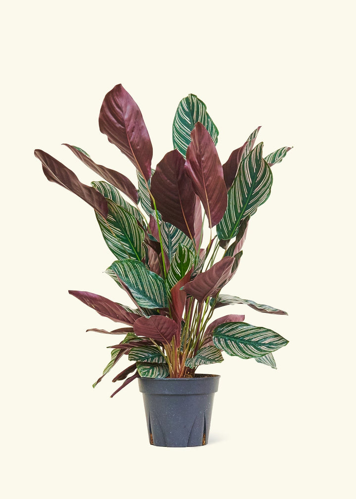 Large Calathea 'Pinstripe' (Calathea ornata)