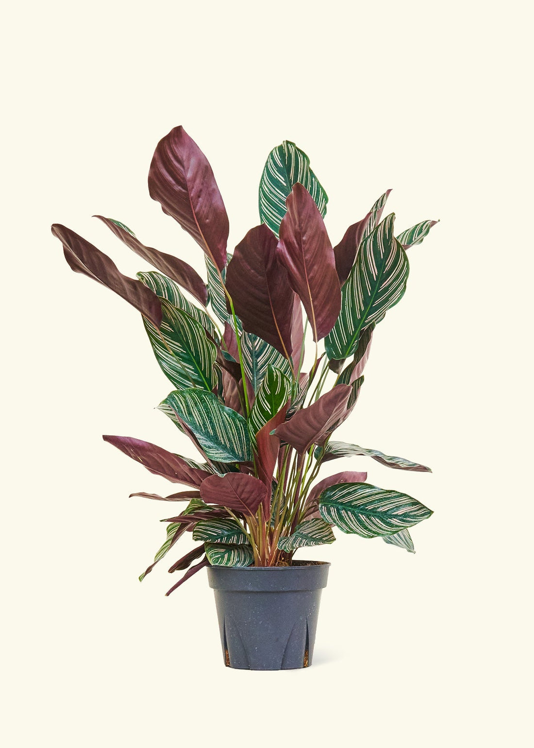 Large Calathea &