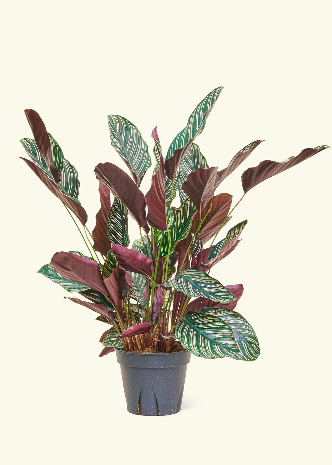 Large Calathea &