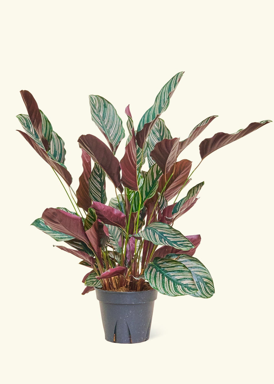 Large Calathea 'Pinstripe' (Calathea ornata)