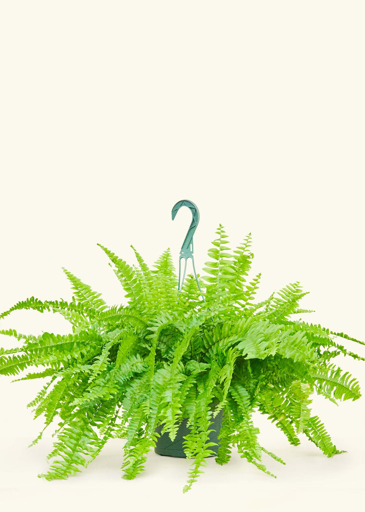 Large Boston Fern (Nephrolepis exaltata bostoniensis)