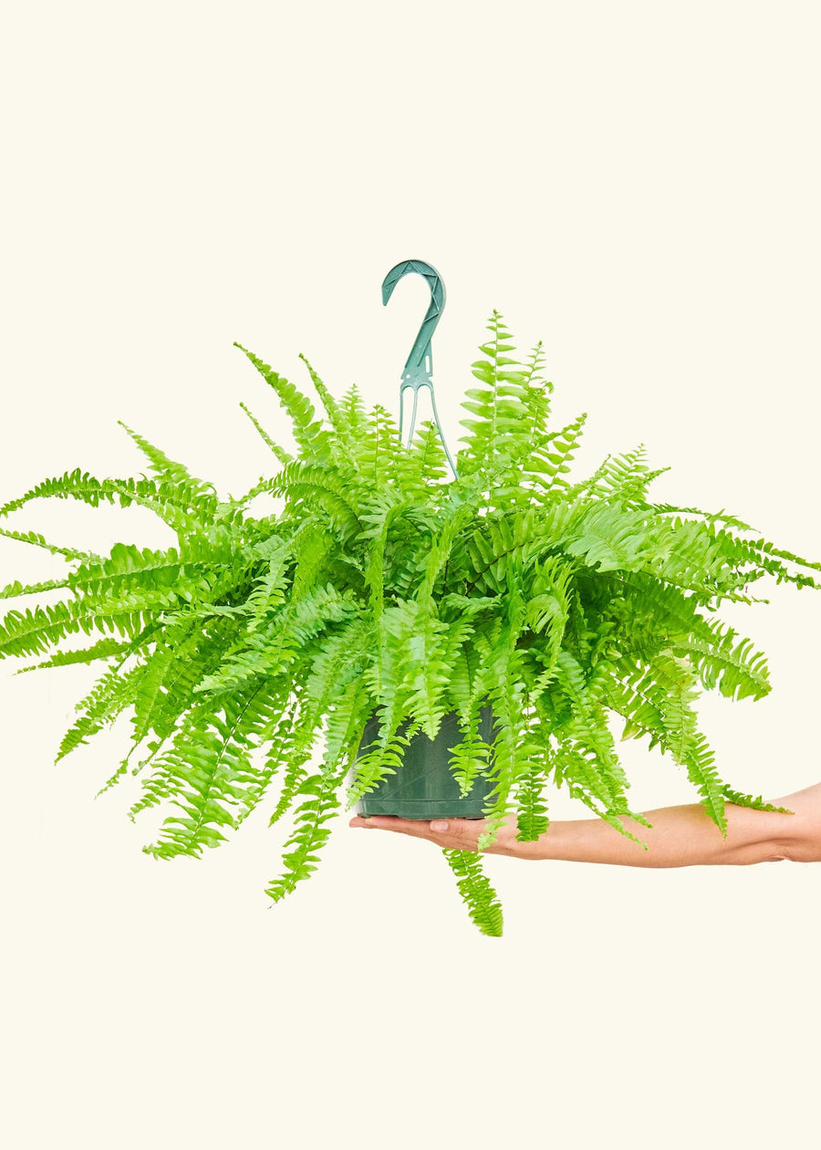 Large Boston Fern (Nephrolepis exaltata bostoniensis)