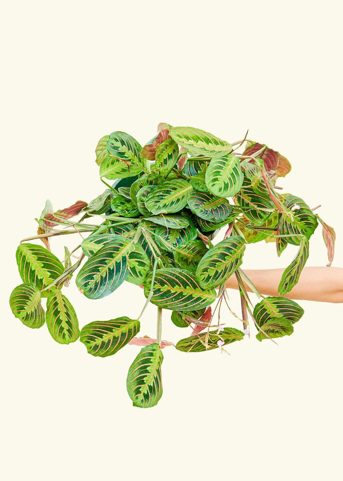 Large Red Prayer Plant (Maranta leuconeura)