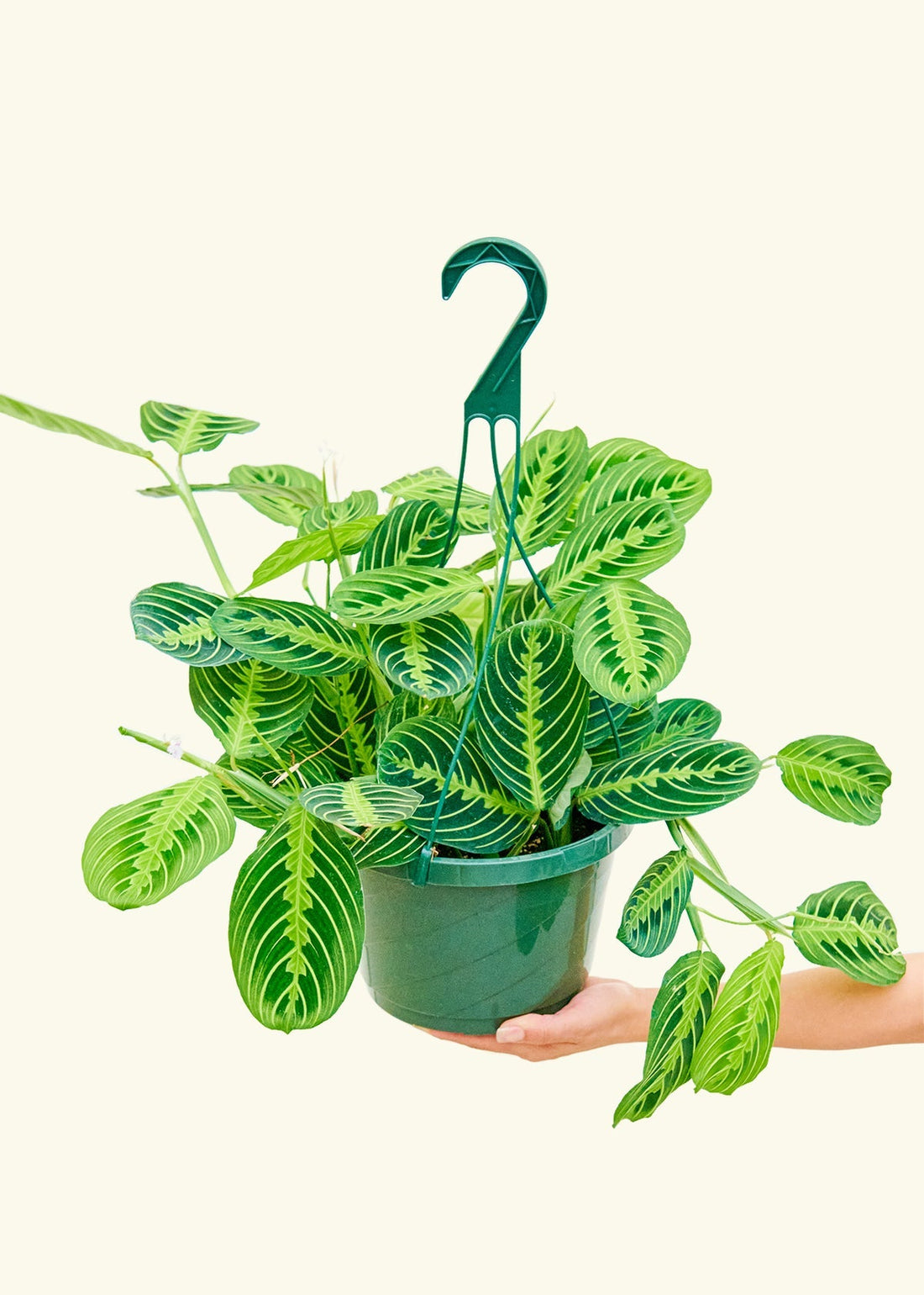 Large Lemon Lime Prayer Plant (Maranta leuconeura &