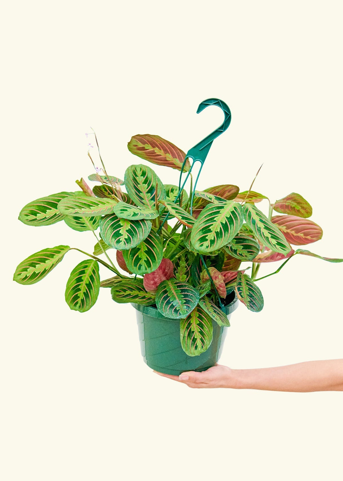 Large Red Prayer Plant (Maranta leuconeura)