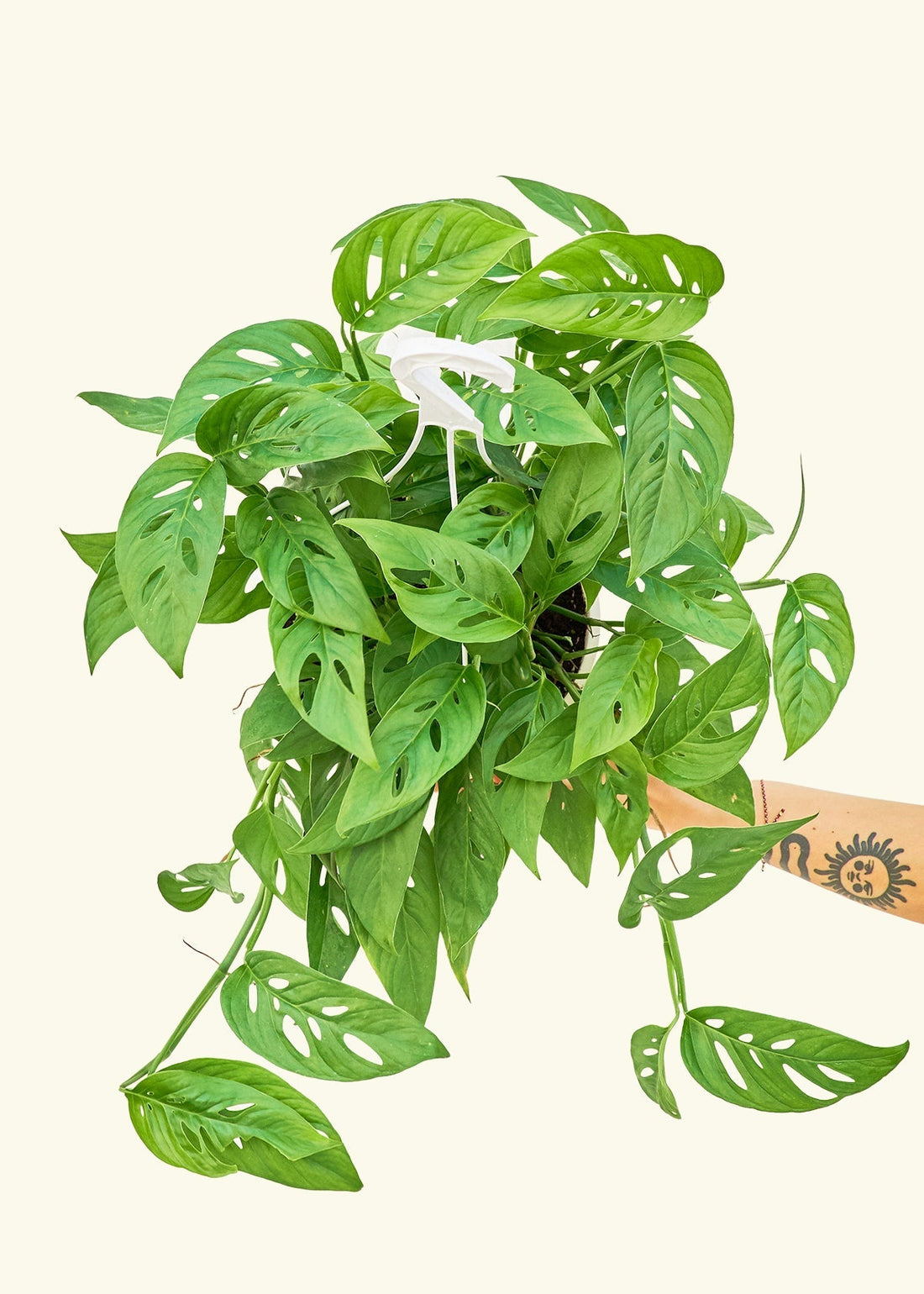 Large Swiss Cheese Vine (Monstera adansonii)