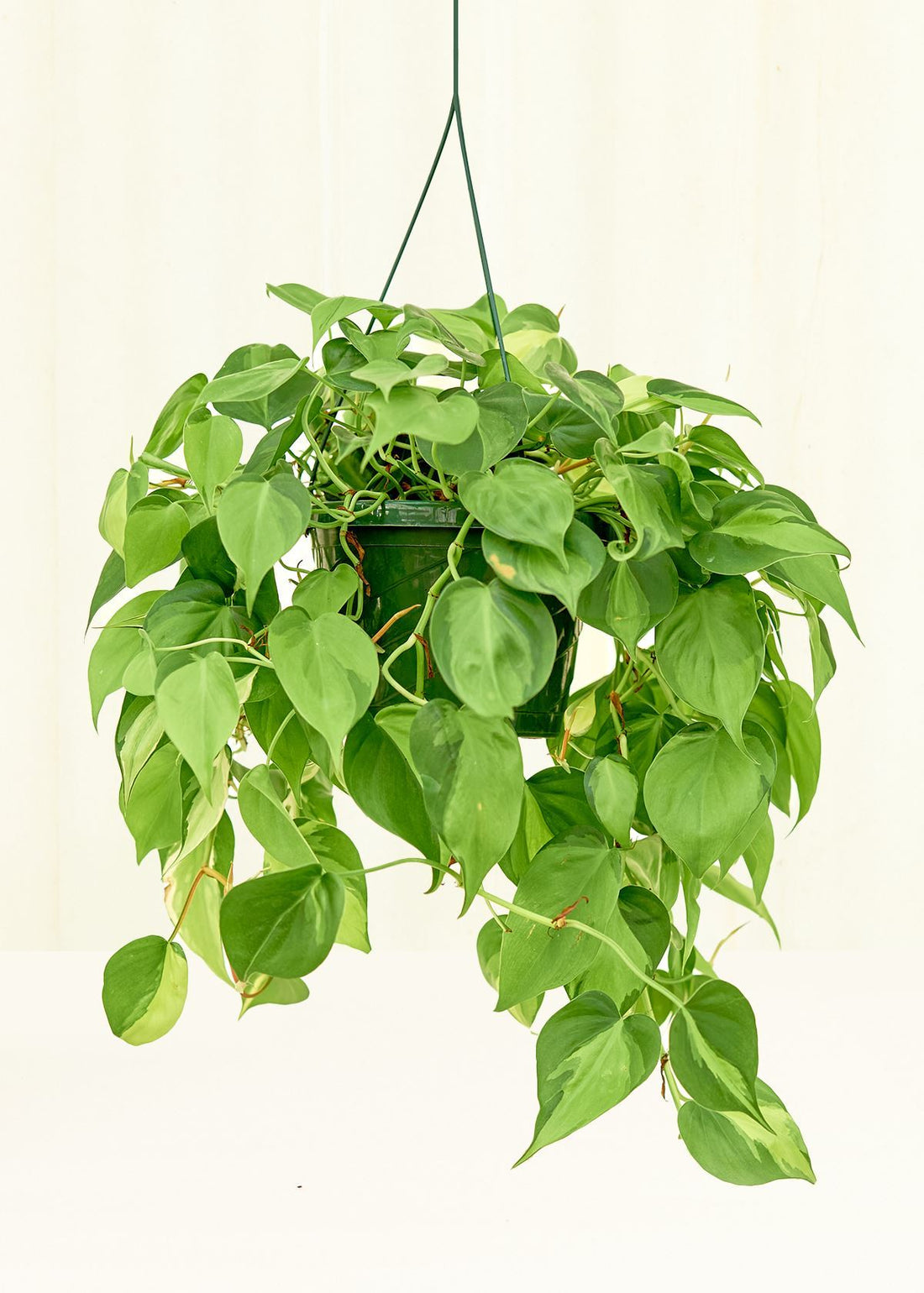 Large Philodendron &