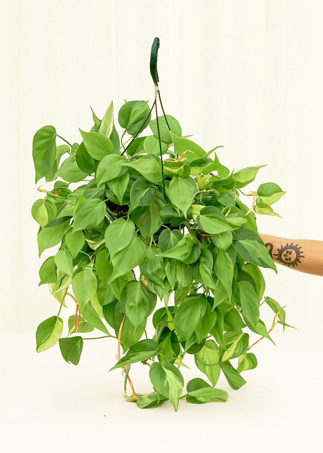 Large Philodendron &